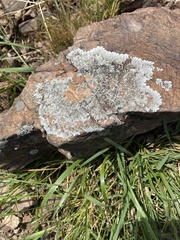 Fungi