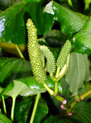 Piper excelsum psittacorum