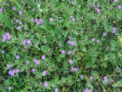 Erodium malacoides