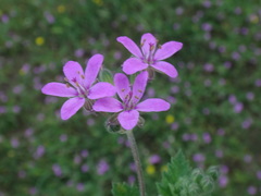 Erodium malacoides