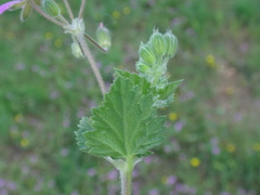 Erodium malacoides