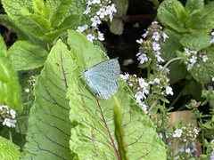 Celastrina argiolus