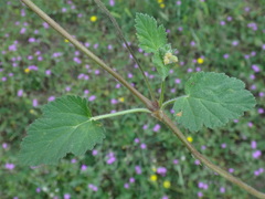 Erodium malacoides