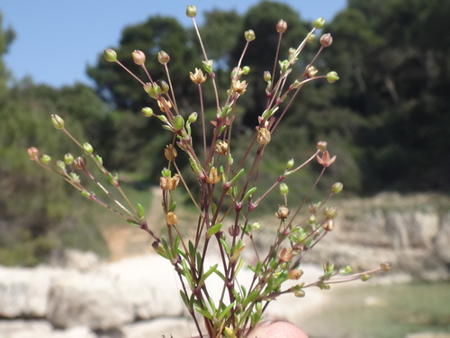 Image of Sagina maritima by (c) Christian Berg, some rights reserved (CC BY)