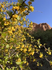 Berberis sphaerocarpa
