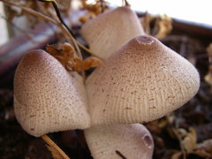 Leucocoprinus ianthinus