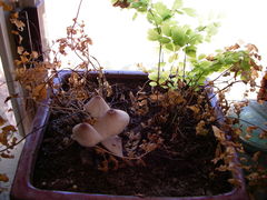 Leucocoprinus ianthinus