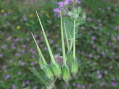 Erodium malacoides