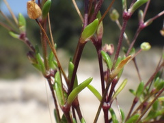 Sagina maritima