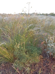 Prangos odontalgica