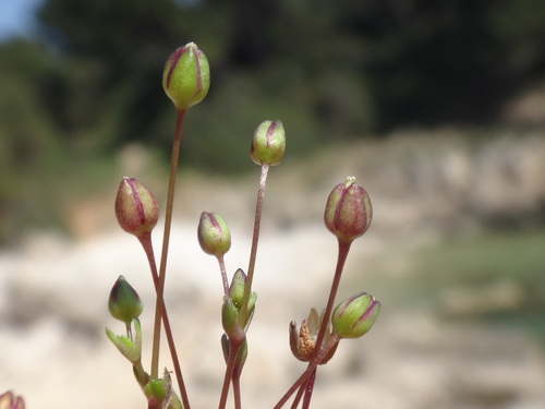Image of Sagina maritima by (c) Christian Berg, some rights reserved (CC BY)