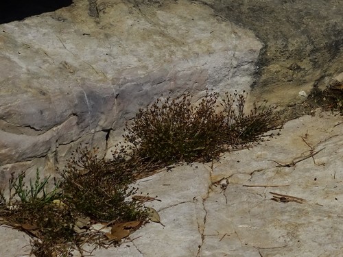 Image of Sagina maritima by (c) Christian Berg, some rights reserved (CC BY)