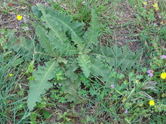 Verbascum sinuatum