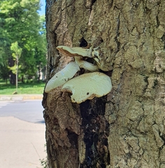 Agaricales