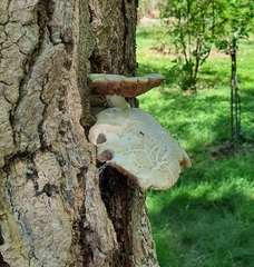 Agaricales