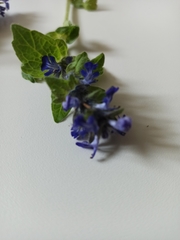 Ajuga genevensis