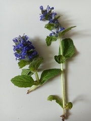 Ajuga genevensis