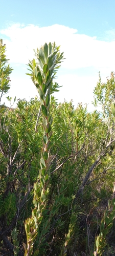 Image of Leucadendron nervosum by (c) Adele SL, some rights reserved (CC BY)