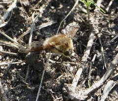 Bombylius medius