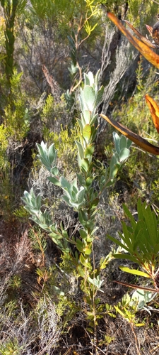 Image of Leucadendron nervosum by (c) Adele SL, some rights reserved (CC BY)