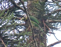 Psilopogon pyrolophus