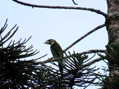 Psilopogon pyrolophus