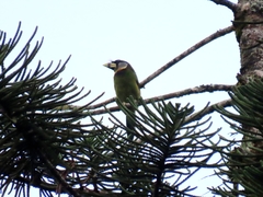 Psilopogon pyrolophus