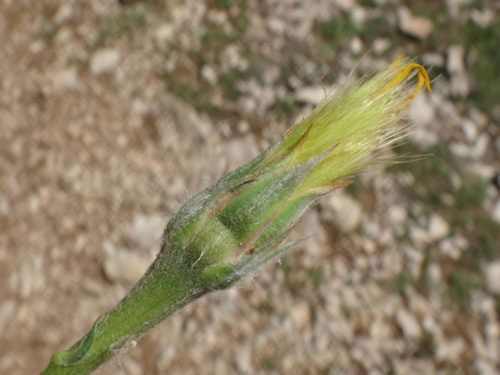 Gelasia villosa, photograph 1