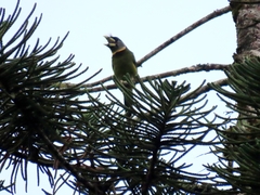 Psilopogon pyrolophus