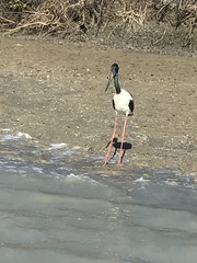 Ephippiorhynchus asiaticus australis