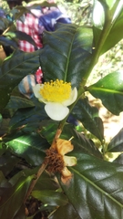 Camellia sinensis image