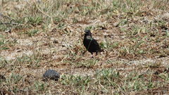 Sturnus vulgaris