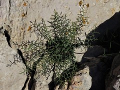 Limonium cancellatum