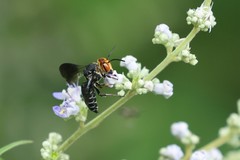 Coelioxys ducalis