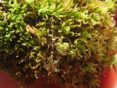 Tortella flavovirens