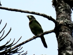 Psilopogon pyrolophus