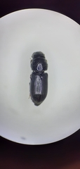 Pleurophorus caesus