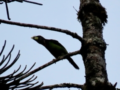 Psilopogon pyrolophus