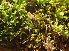 Tortella flavovirens