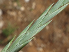 Elymus athericus