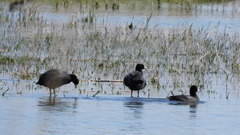 Fulica atra