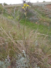 Erysimum canescens