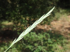 Elymus athericus