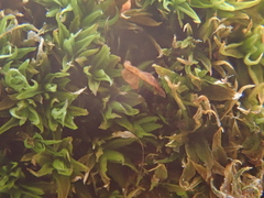 Tortella flavovirens