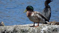 Anas platyrhynchos