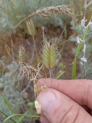 Eremopyrum orientale