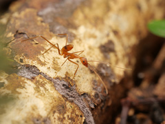 Leptomyrmex puberulus