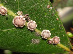 Ceroplastes rusci