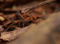 Leptomyrmex puberulus