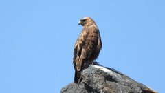 Buteo rufinus